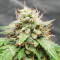 Keepers OG Autoflower Feminized Seeds (Seedkeepers)