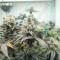 Sementes Feminizadas de Purple Punch F1 (Seedkeepers)
