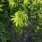 Blackberry Moonrocks Seeds (AlphaFem Seeds) - Cannabis Strain Seeds for Sale