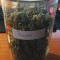 Shogun feminized seeds for sale: information and reviews