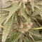 Amnesia Lemon Kush Seeds (Original Sensible Seeds) - Cannabis Strain Seeds for Sale
