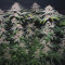 Purple Punch Seeds (Barney's Farm) - Cannabis Strain Seeds for Sale
