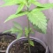 Vente de graines de cannabis Purple Lemonade Auto (Fast Buds)
