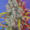 Blue Dream’matic Seeds - Cannabis Strain Seeds for Sale