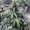 Compre sementes feminizadas Jack Herer Auto da Green House Seeds