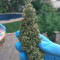 Auto Colorado Cookies Seeds - Cannabis Strain Seeds for Sale