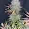 Vendita di semi di cannabis Super Lemon Haze Auto fem
