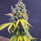 Black Jack CBD fem: sementes para venda, informações sobre cepas e avaliações de clientes
