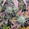Bakers Delight จาก DNA Genetics