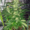 Buy Widow Remedy regular seeds by Barney's Farm