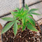 Durban Poison Seeds (Dutch Passion) - Cannabis Strain Seeds for Sale