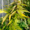 Purple Punch Seeds (Barney's Farm) - Cannabis Strain Seeds for Sale
