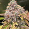 Chocolate Mint OG Seeds
