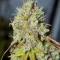 1-800-Cinderella-99 Seeds (Seedkeepers)
