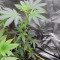 Alien Gorilla Seeds (Original Sensible Seeds)