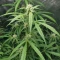 Auto Bubble Gum XXL feminized seeds