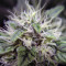 Blue Dream Seeds (Blimburn Seeds)