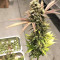 DJ’s Gold feminized seeds