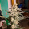 Do-si-Dos (Herbies Seeds)