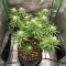 GMO Auto Seeds