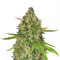 Gorilla Z Seeds