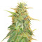 Z Gorilla feminized seeds