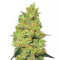 Master Kush regular seeds
