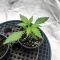 Semillas Feminizadas Pineapple Runtz Auto (Ethos Genetics)