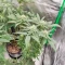 Semillas Feminizadas Sangria Poison Autoflower (Seedkeepers)
