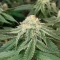 Semillas Feminizadas Sangria Poison Autoflower (Seedkeepers)