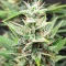 Semi Femminizzati Section 781 Autoflowering (Blimburn x Herbies)