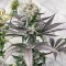 Section 781 Seeds (Blimburn x Herbies)
