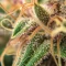Skunk Haze Seeds