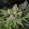 Graines de cannabis Stardawg (Blackskull Seeds)