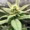 Steve’s Alien OG Seeds