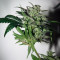 THC Bomb Auto (Bomb Seeds)