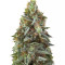 Tikal Regular seeds