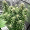 White Widow Auto Seeds