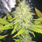 Unknown Kush Early Version (Delicious Seeds)