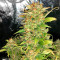 Bubblegum Autoflower (Herbies Seeds)