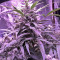 60 Day Lemon Seeds