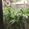 Black Jack Seeds