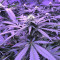 Chem Berry D semi regolari