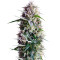 Chem Berry D semi regolari