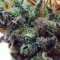 Dreamberry Auto feminized seeds