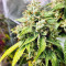 Fuel OG (Ripper Seeds)