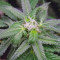Graines féminisées de Gorilla Cookies (Big Head Seeds)