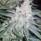 King's Banner regular (Dark Horse Genetics)