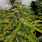 Mexican Sativa Seeds