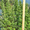 Nepal Jam regular (Ace Seeds)